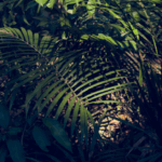 Les forêts d’Afrique centrale préparent une voix forte pour la COP30