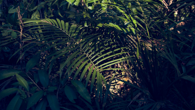 Les forêts d’Afrique centrale préparent une voix forte pour la COP30